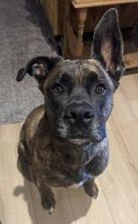 Lost Male Dog last seen Nebo Rd. & Stonechurch, Hamilton, ON L8W 2E8