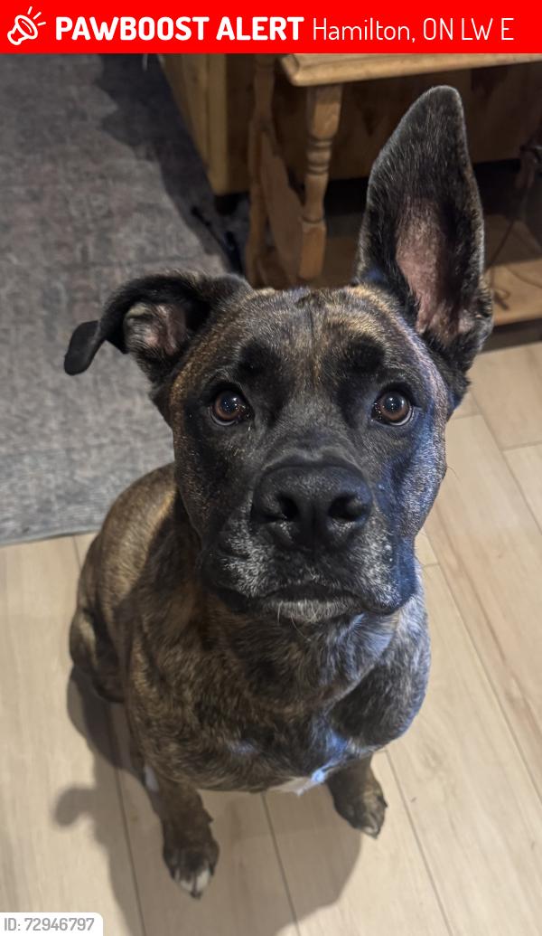 Lost Male Dog last seen Nebo Rd. & Stonechurch, Hamilton, ON L8W 2E8