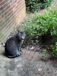 Found/Stray Unknown Cat last seen Westwin Dr & Gladwyn Dr, Winston-Salem, NC 27104