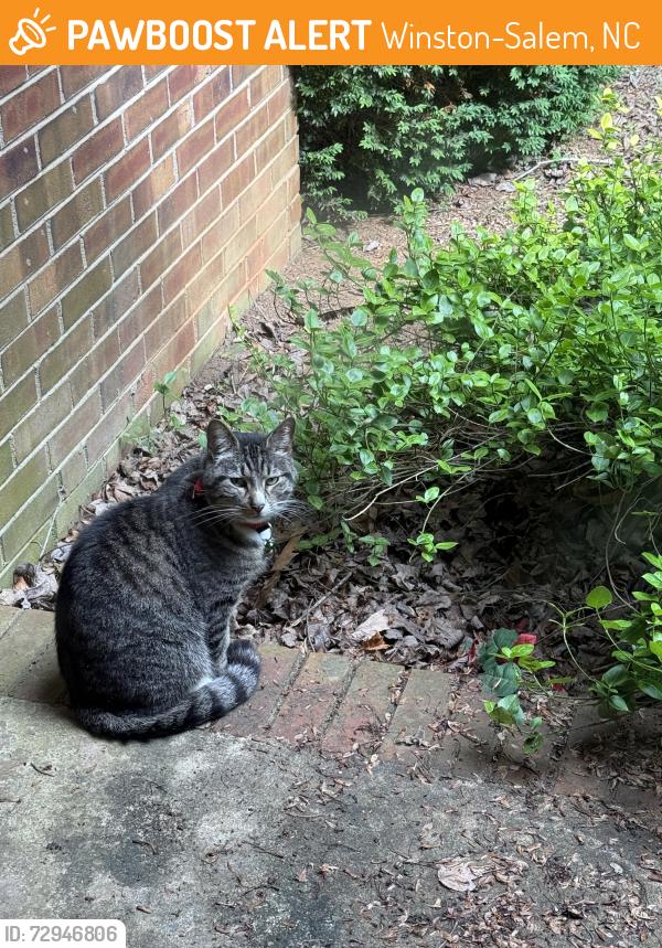 Found/Stray Unknown Cat last seen Westwin Dr & Gladwyn Dr, Winston-Salem, NC 27104