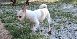 Reunited Female Dog last seen Pernod Ave and Hereford , St. Louis, MO 63139