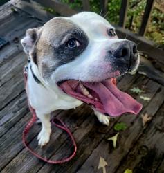 Reunited Male Dog last seen Pullen rd, Sevierville, TN 37862