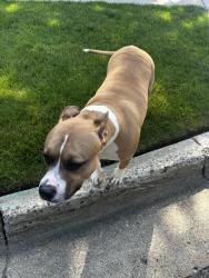 Found/Stray Male Dog last seen Pendleton and S Silverstone Dr Comstock Park Mi 49321, Plainfield Township, MI 49321