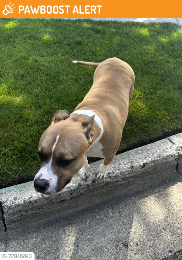 Found/Stray Male Dog last seen Pendleton and S Silverstone Dr Comstock Park Mi 49321, Plainfield Township, MI 49321