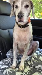 Reunited Male Dog last seen Near iroquois st, Detroit, MI 48214