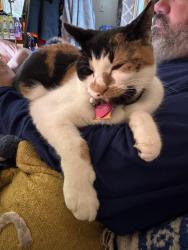 Reunited Female Cat last seen Sleepy Hollow Park, Stamford, CT 06907