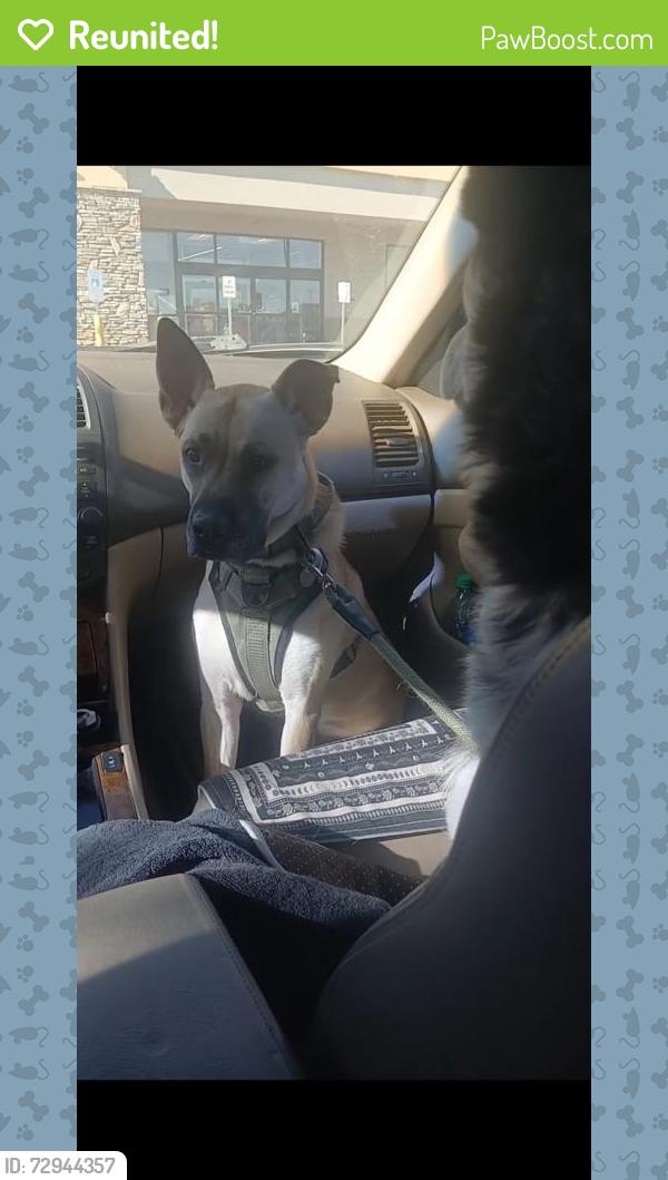 Reunited Female Dog last seen Near Coors Blvd SW Albuquerque New Mexico , Albuquerque, NM 87121