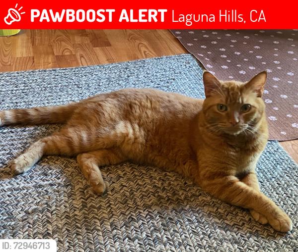 Lost Male Cat last seen Near Indian Hill Lane , Laguna Hills, CA 92653