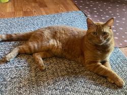 Lost Male Cat last seen Near Indian Hill Lane , Laguna Hills, CA 92653