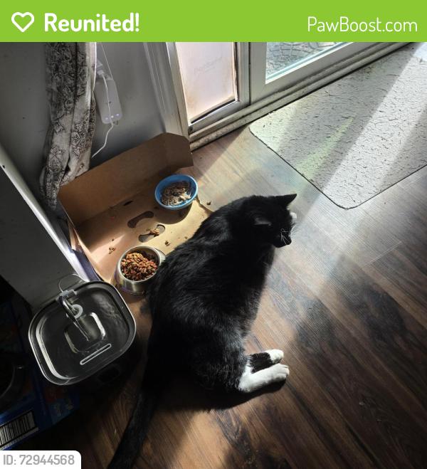Reunited Male Cat last seen Old Summerville road, Summerville, SC 29486