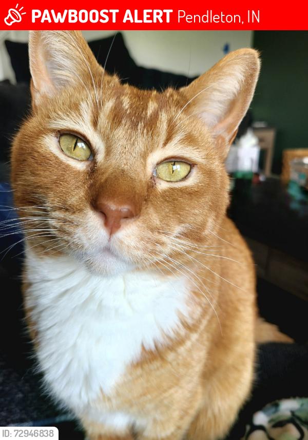 Lost Male Cat last seen Maple Ridge Elementary/Maple Trails Neighborhood, Pendleton, IN 46064