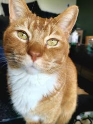 Lost Male Cat last seen Maple Ridge Elementary/Maple Trails Neighborhood, Pendleton, IN 46064