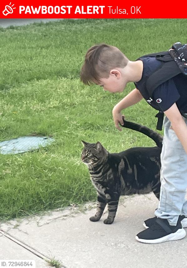 Lost Female Cat last seen 145th and 36th St, Tulsa, OK 74146