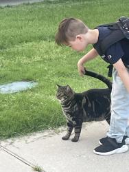 Lost Female Cat last seen 145th and 36th St, Tulsa, OK 74146
