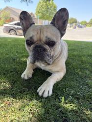 Reunited Female Dog last seen Morning Dr. and Niles St. , Bakersfield, CA 93306