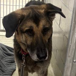 Shelter Stray Male Dog last seen , Jacksonville, FL 32216