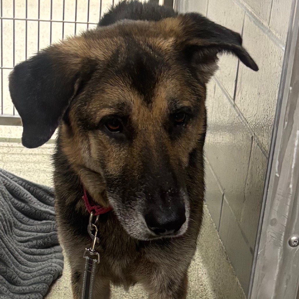 Shelter Stray Male Dog last seen , Jacksonville, FL 32216