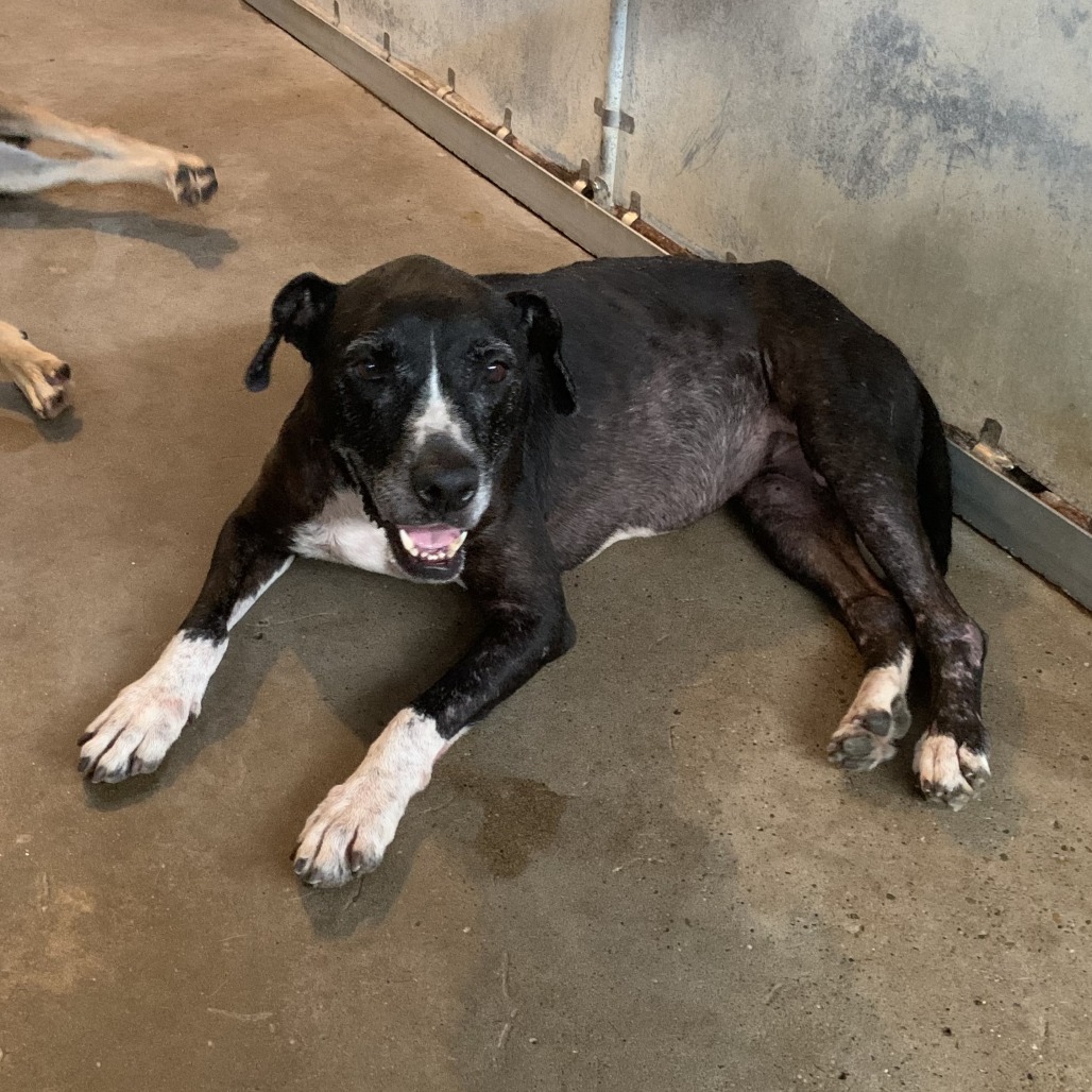 Shelter Stray Female Dog last seen , Edinburg, TX 78539