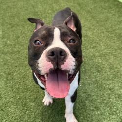Shelter Stray Male Dog last seen , Los Angeles, CA 90018