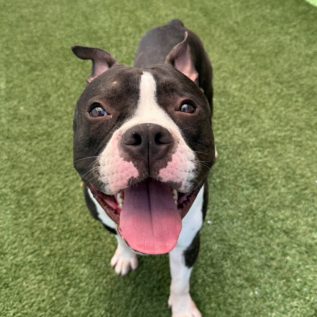Shelter Stray Male Dog last seen , Los Angeles, CA 90018