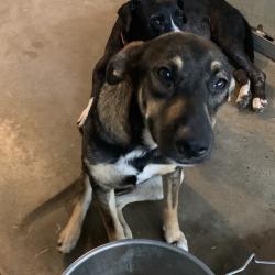Shelter Stray Female Dog last seen , Edinburg, TX 78539