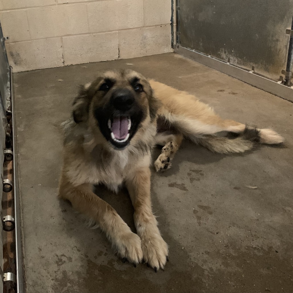 Shelter Stray Female Dog last seen , Edinburg, TX 78539