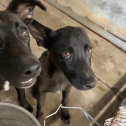 Shelter Stray Male Dog last seen , Edinburg, TX 78539