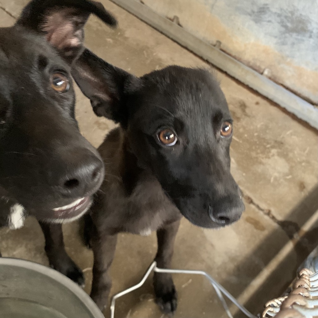 Shelter Stray Male Dog last seen , Edinburg, TX 78539