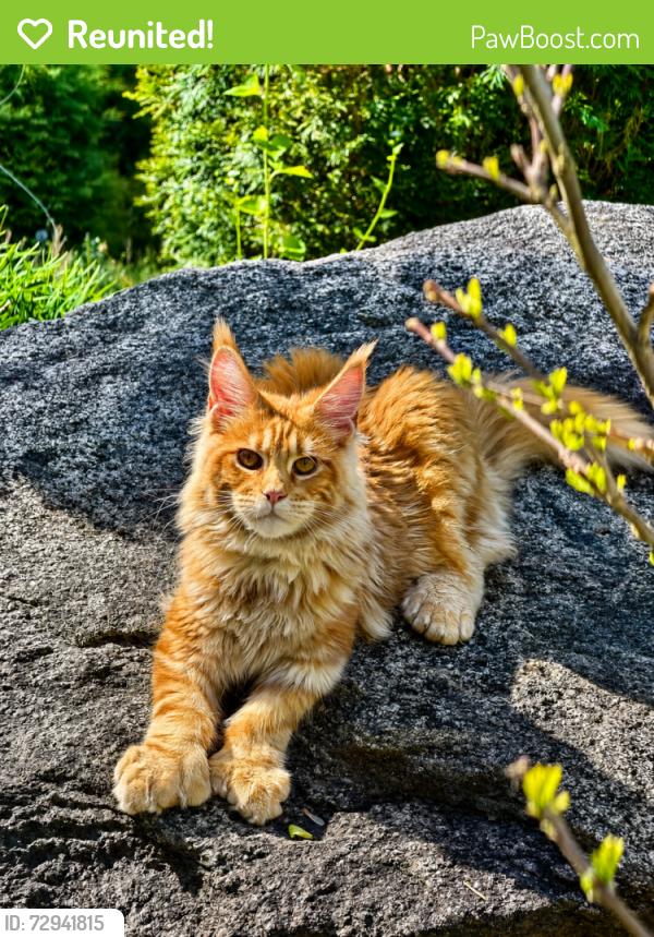 Reunited Male Cat last seen Near Mill brook rd Stamford CT, Stamford, CT 06902