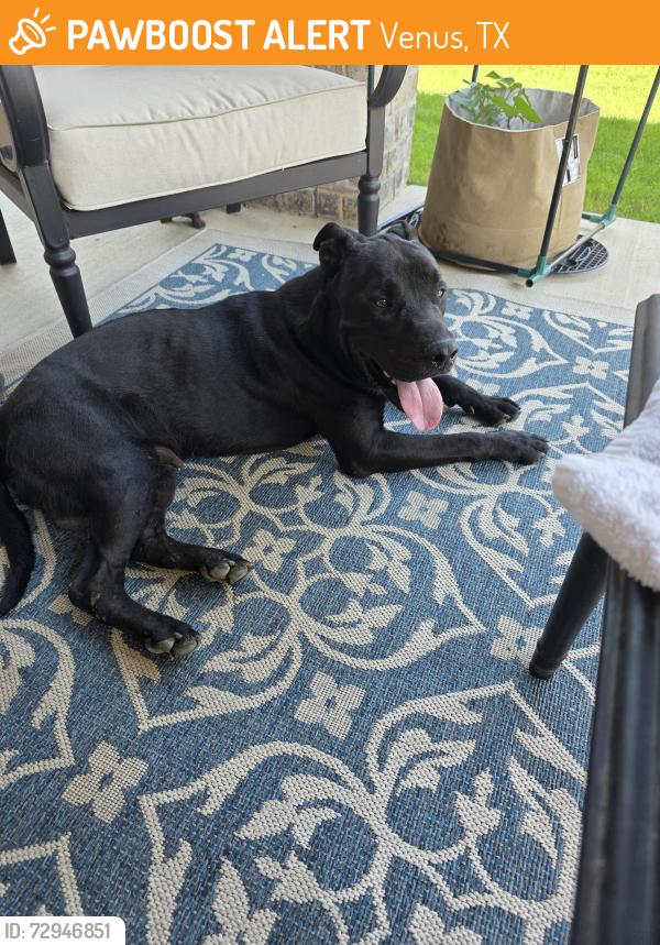Found/Stray Male Dog last seen Near Hardy St., Venus, TX 76084, Venus, TX 76084