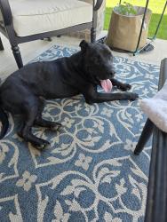 Found/Stray Male Dog last seen Near Hardy St., Venus, TX 76084, Venus, TX 76084