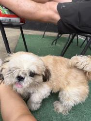 Found/Stray Male Dog last seen Friendly, Greensboro, NC 27410