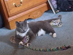 Lost Male Cat last seen Coraopolis VFW, Coraopolis, PA 15108