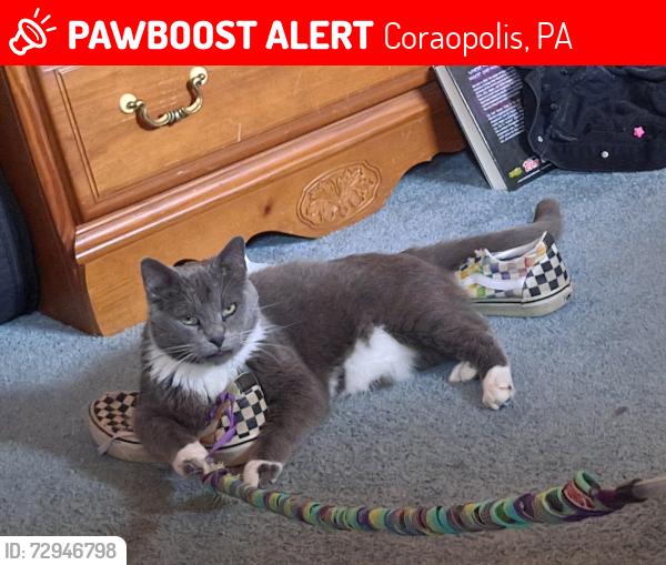 Lost Male Cat last seen lot next to church, Coraopolis, PA 15108