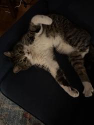 Reunited Male Cat last seen Great rd, Jaffery nh , Jaffrey, NH 03452