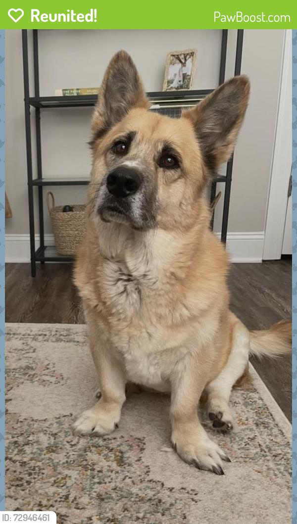 Reunited Male Dog last seen Dollar General on Lemon Springs Road, Sanford, NC 27332