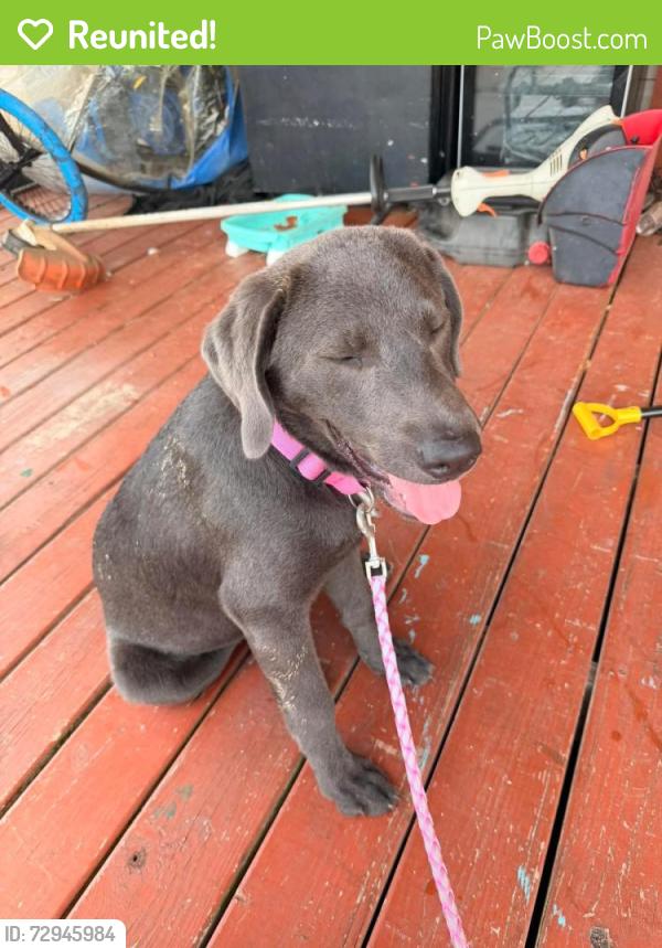 Reunited Female Dog last seen Arlans, Waller, TX 77484