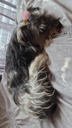 Found/Stray Female Dog last seen Lisa chicken, Azle, TX 76020