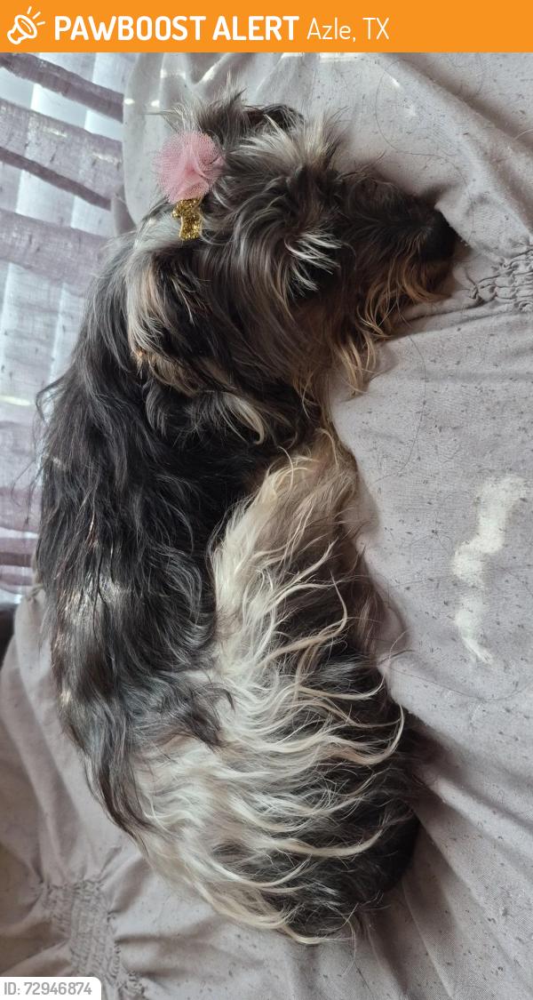 Found/Stray Female Dog last seen Lisa chicken, Azle, TX 76020
