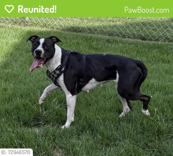 Reunited Female Dog last seen Hall & Vine, Charleston, WV 25302
