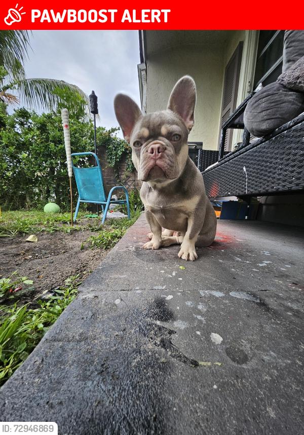 Lost Male Dog last seen Northlake & roan  behind the s gas station , West Palm Beach, FL 33403