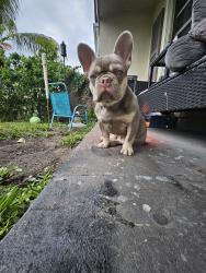 Lost Male Dog last seen Northlake & roan  behind the s gas station , West Palm Beach, FL 33403