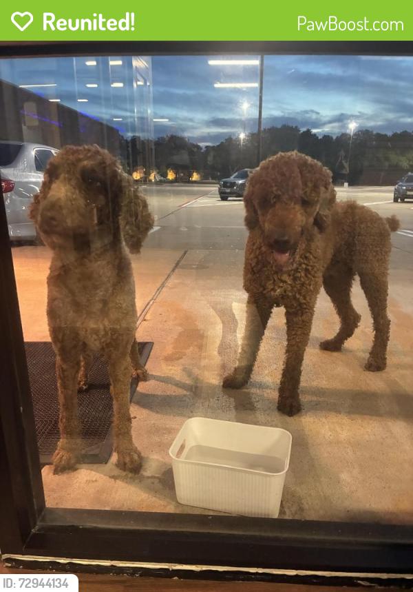 Reunited Male Dog last seen Clear lake city blvd and space center , Houston, TX 77062