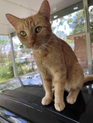 Lost Male Cat last seen Behind UTRGV baseball stadium, Edinburg, TX 78541