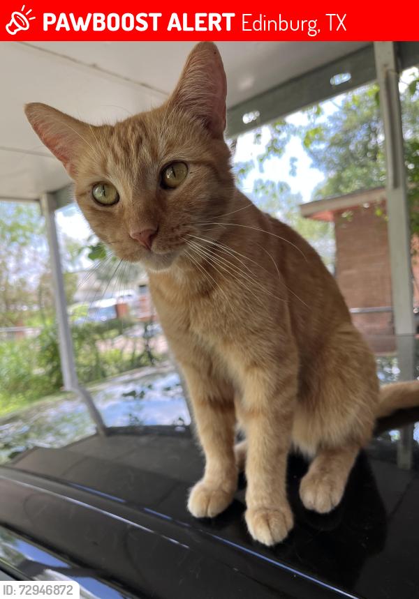 Lost Male Cat last seen Behind UTRGV baseball stadium, Edinburg, TX 78541