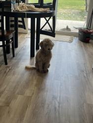 Lost Female Dog last seen 56th and Lafayette road , Indianapolis, IN 46254