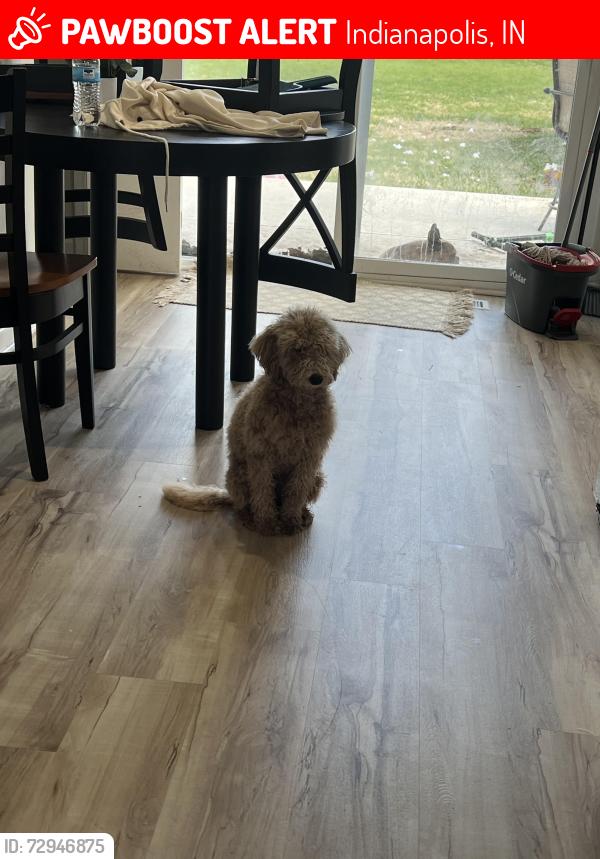 Lost Female Dog last seen 56th and Lafayette road , Indianapolis, IN 46254