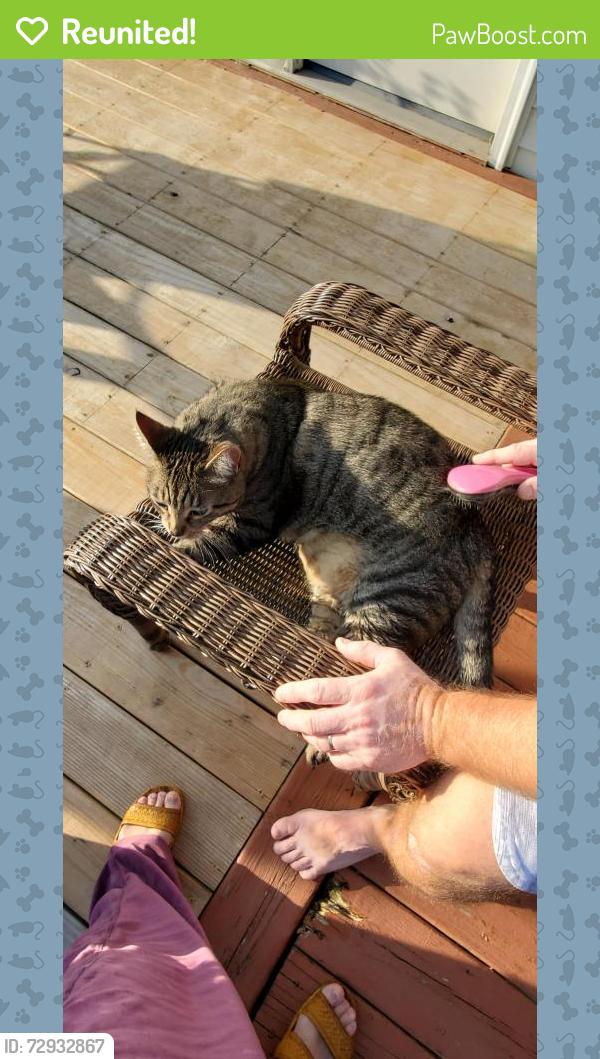 Reunited Male Cat last seen The settlement neighborhood on bluestem ln, Plainfield, IN 46168