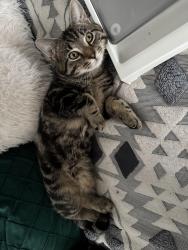 Reunited Male Cat last seen East Ln, Wembley, UK, Greater London, England 