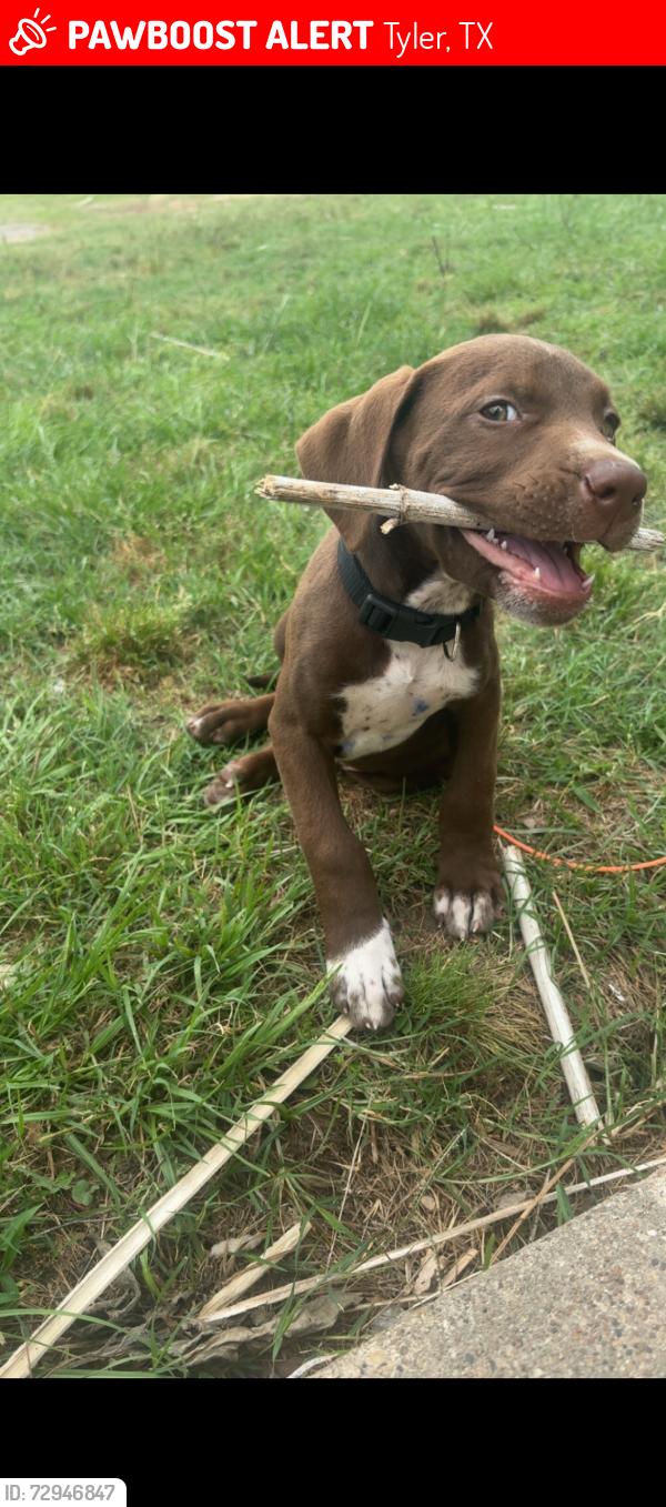 Lost Male Dog last seen Spur 164, Tyler, TX 75709